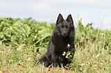 SCHIPPERKE 427